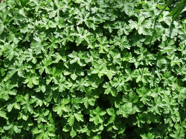 Antecedentes Feitos Folhas Plantas Verdes — Fotografia de Stock