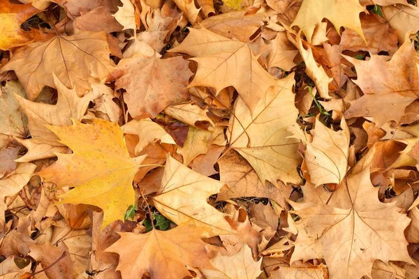 Muitas Folhas Outono Caíram Chão — Fotografia de Stock