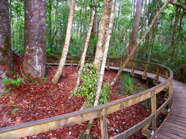 Four Sisters Kauri Trees Agathis Australis Waipoua Forest New Zealand — Stock Photo, Image