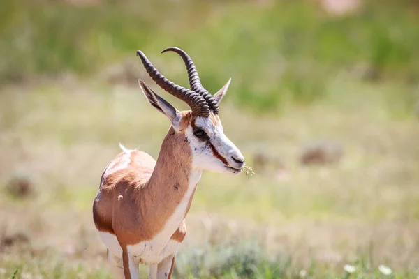 Perfil Lateral Springbok Parque Transfronteiriço Kgalagadi África Sul — Fotografia de Stock