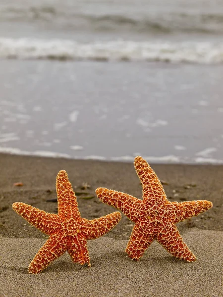 Twee Zeester Strandwal Met Golven Achtergrond — Stockfoto