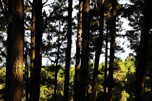 Bosque Madera Pino Muy Alto Día Soleado — Foto de Stock