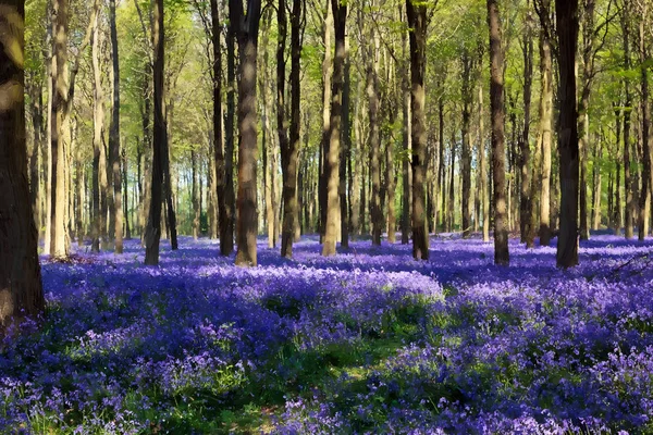 Blåklockor Wepham Woods — Stockfoto