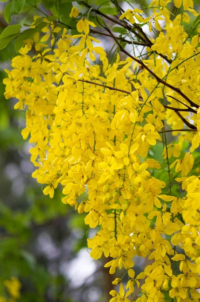 Cassia Fistola Golden Shower Flower Fiore Nazionale Della Thailandia — Foto Stock