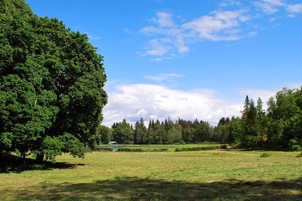 Verano Prado Verde Día Soleado Con Cielo Azul —  Fotos de Stock