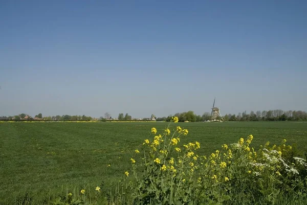 Пейзаж Вітряком Дикими Квітами — стокове фото