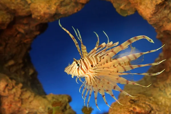 Beautiful Tropical Small Fish Sea Aquarium — Stock Photo, Image