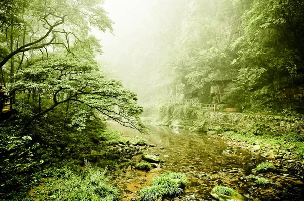 Ruisseau Golden Whip Dans Parc National Zhangjiajie — Photo