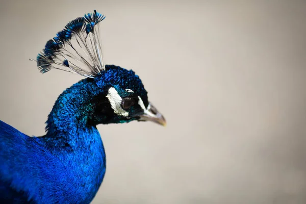 Burung Merak Jantan Yang Indah Berbaring Halaman Hijau Atracting Perempuan — Stok Foto