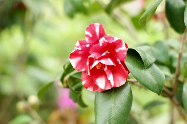 Gröna Blad Våren Och Tillbringade Öppnade — Stockfoto