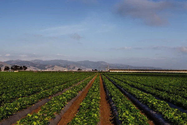 カリフォルニア州サリーナスバレーのイチゴ畑 — ストック写真