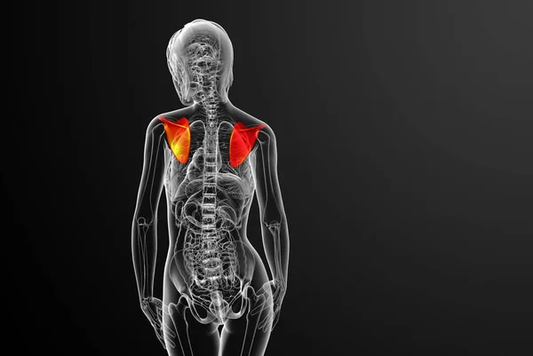 肩甲骨骨の3Dレンダリング医療イラスト バックビュー — ストック写真