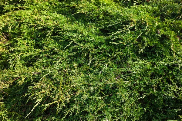 Ramos Zimbro Planta Conífera Sempre Verde Com Folhas Escala — Fotografia de Stock