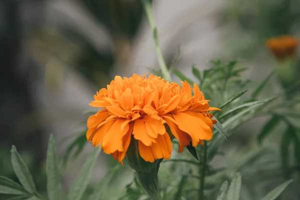 Soucis Dans Jardin Tagetes Erecta Souci Mexicain Souci Aztèque Souci — Photo