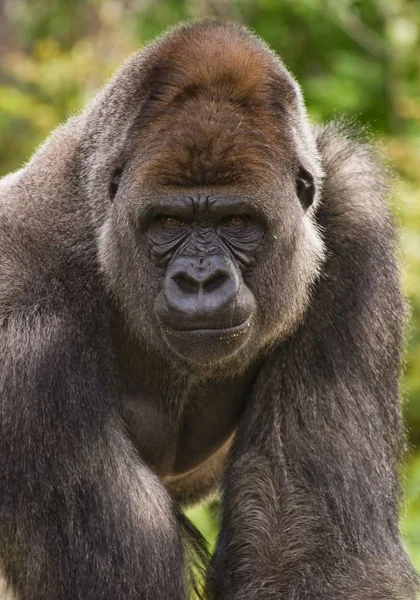 大银背大猩猩盯着 看着愤怒 — 图库照片