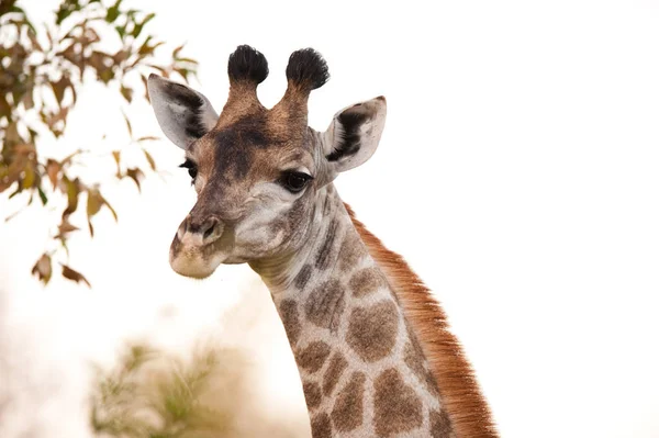 Giraffe Giraffa Camelopardalis Monte Sudáfrica — Foto de Stock