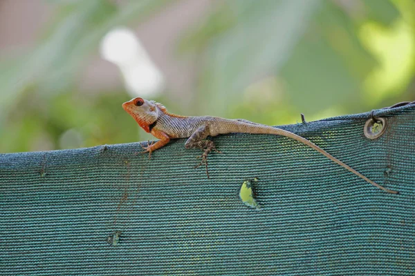 Indian Garden Lizard Calotes Versicolor — Stock Photo, Image