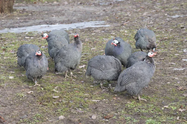 Guineafow Capacete Numida Meleagris Mais Conhecido Família Aves Guineafowl Numididae — Fotografia de Stock