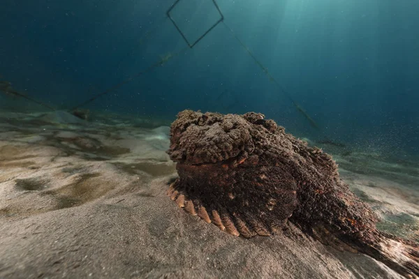 紅海の石魚 — ストック写真