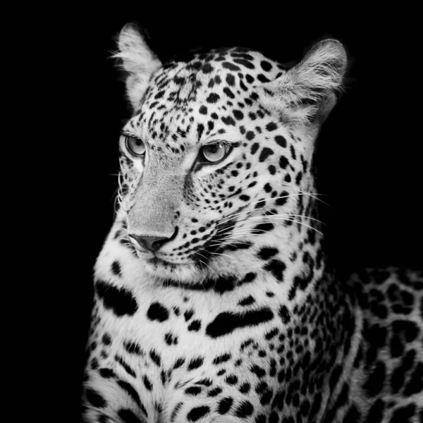 Leopard Portré Szelektív Fókusz — Stock Fotó