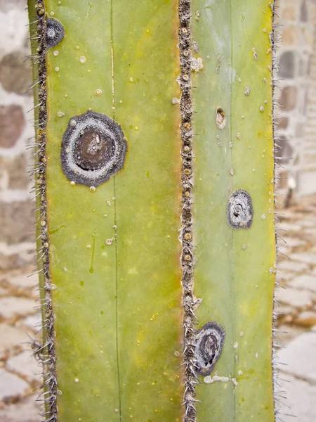 Kvadrerade Kaktusar Med Svampar Tillväxten Skapar Mönster — Stockfoto