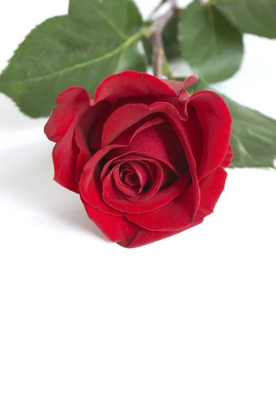 Валентиновая Роза Твоей Возлюбленной — стоковое фото