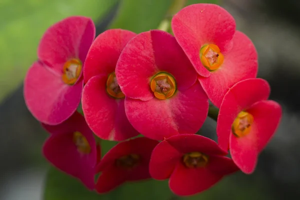 Bloemen Van Euphorbia Milii Kroon Van Doornen Christus Plant Thorn — Stockfoto