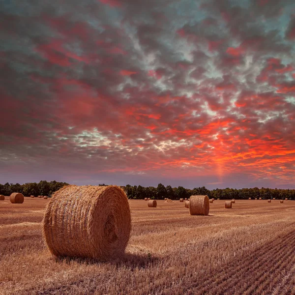 Campo Grano Inclinato Con Pagliai Tramonto — Foto Stock