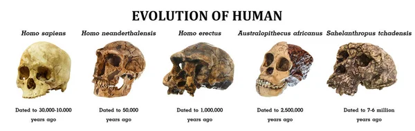 Entwicklung Des Menschlichen Schädels Sahelanthropus Tchadensis Australopithecus Africanus Homo Erectus — Stockfoto