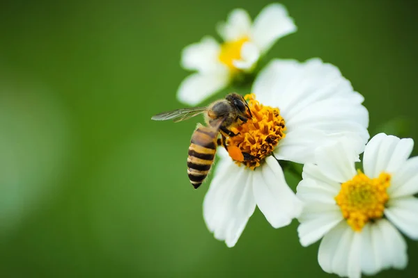 Honigbiene Auf Blütenpracht Garten — Stockfoto