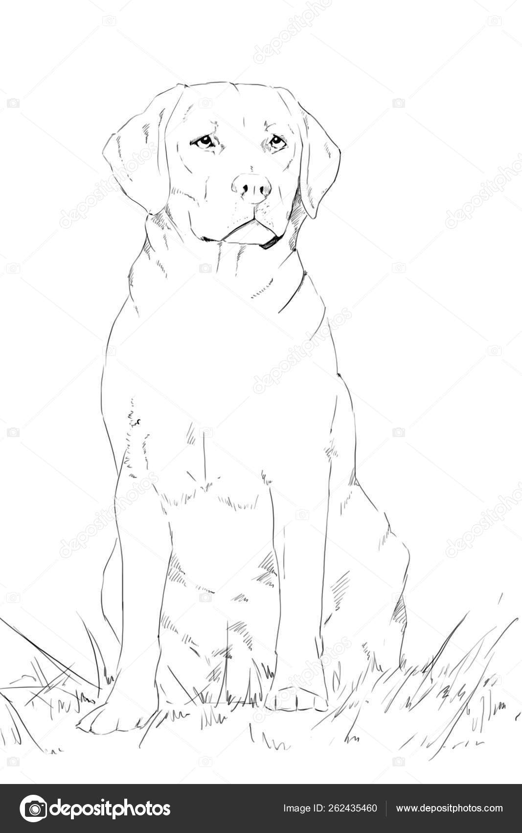 Young Labrador Dog Sitting Pencil Drawing Monochrome Stock Photo C Yayimages 262435460