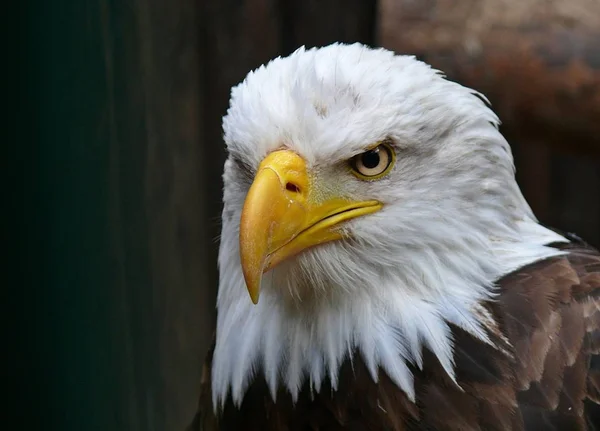 Profiel Van Een Bald Eagle — Stockfoto