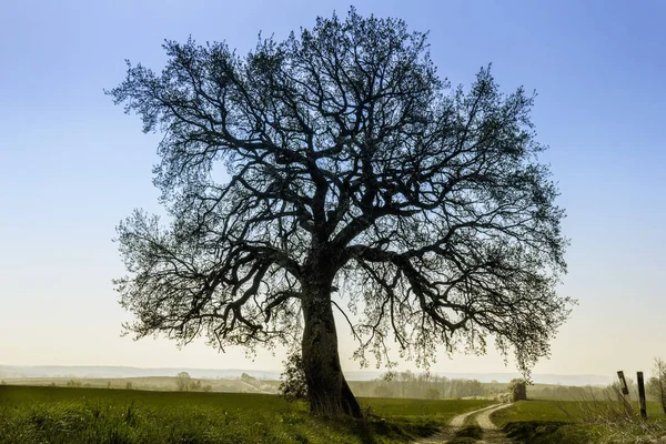 Lime Tree Jasne Przeciwko Błękitne Niebo — Zdjęcie stockowe