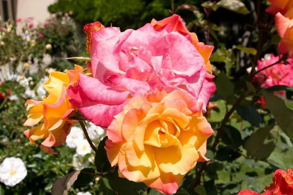 Rose is a flowering shrub of the genus Rosa, and the flower of this shrub.