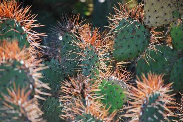 Närbild Skönhet Kaktusar Växter — Stockfoto