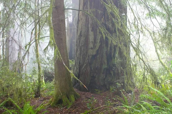 Redwood Národní Park Kalifornii — Stock fotografie