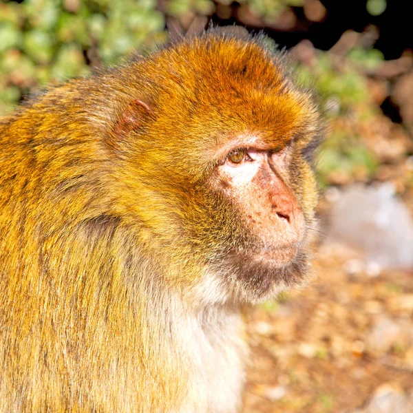 Old Monkey Africa Morocco Natural Background Fauna Close — Stock Photo, Image