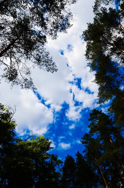 Nubes Blancas Cielo Fondo Ramas Árboles — Foto de Stock