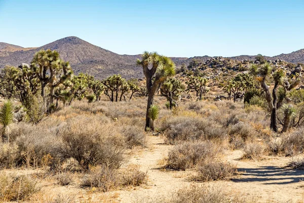 Joshua Tree National Park Vast Protected Area Southern California Characterized — Stock Photo, Image