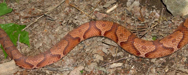 Beautiful Patterns Side Copperhead Snake Agkistrodon Contortrix Alabama — Stock Photo, Image