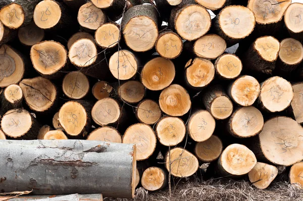 Fresh Logs Wood Piled — Stock Photo, Image