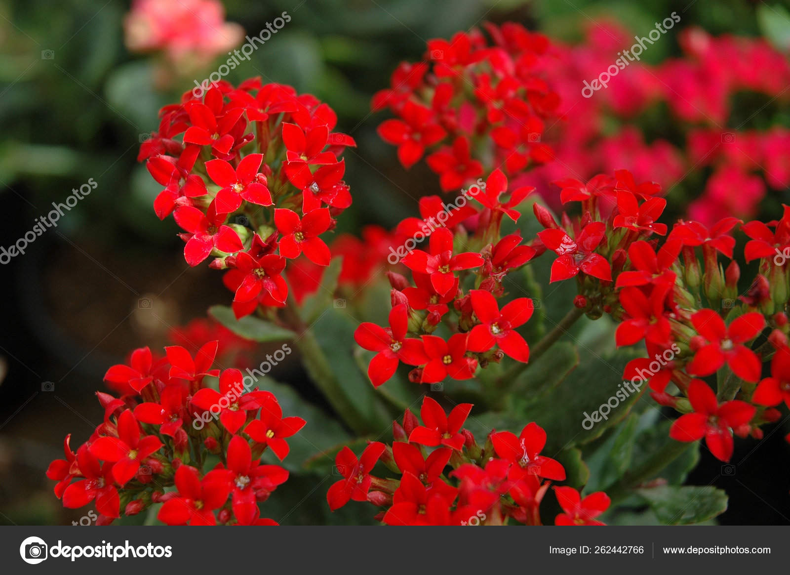 Get Variety Gardenia Flower Backyard House Terrace Stock Photo Desktop Wallpaper Free Get Wallpaper Variety Gardenia Flower Backyard House Terrace Stock Photo Desktop Wallpaper