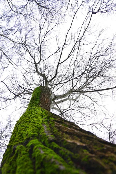 Grande Vecchio Albero Con Muschio Prospettiva Rana — Foto Stock