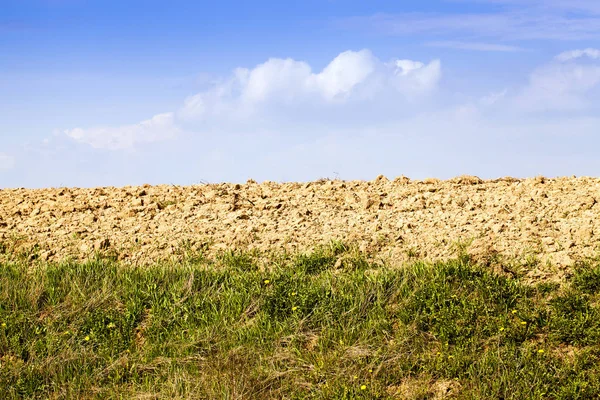 Diferentes Plantas Enfoque Selectivo — Foto de Stock