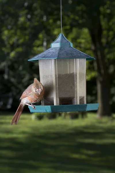 Female Cardinal Jump Bird Feeder — Stock Photo, Image