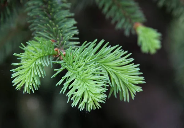 Cerca Del Pino Picea Los Brotes Primavera — Foto de Stock