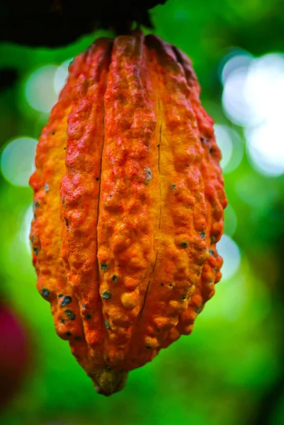 Cocoa fruit in the tree. Cocoa pods in the tree,