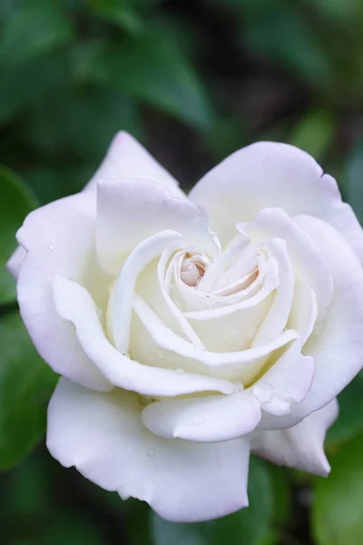 Rosa Hermoso Fondo Floral — Foto de Stock
