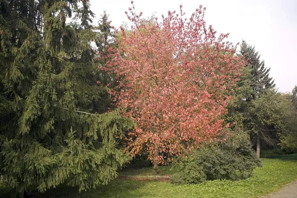 Collectie Voor Herfst Bladeren Boomkwekerijen — Stockfoto