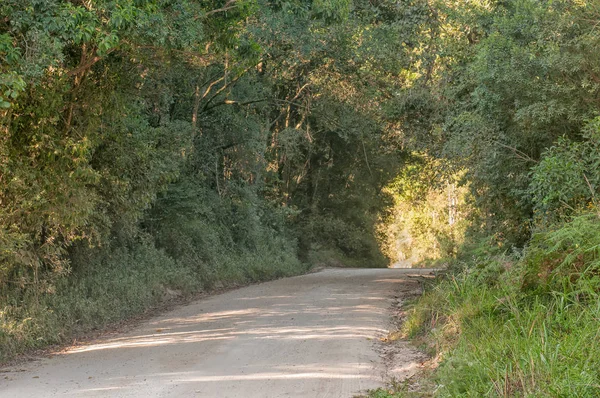 ミルウッドに先住民族のクニスナ森林までの道 — ストック写真